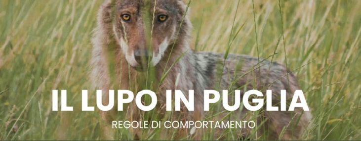 Il lupo.